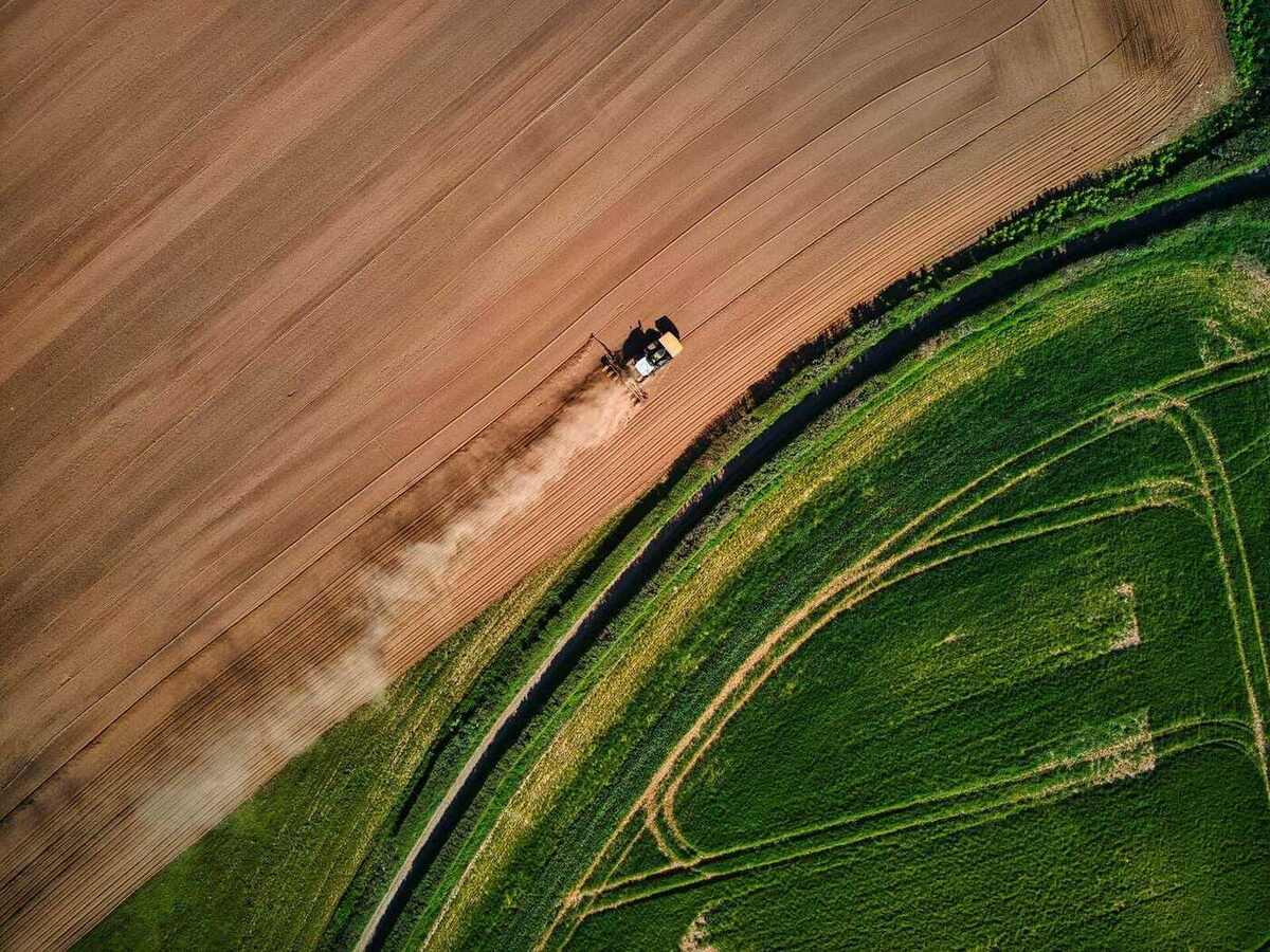Vista aérea de uma floresta plantada de eucalipto no entardecer